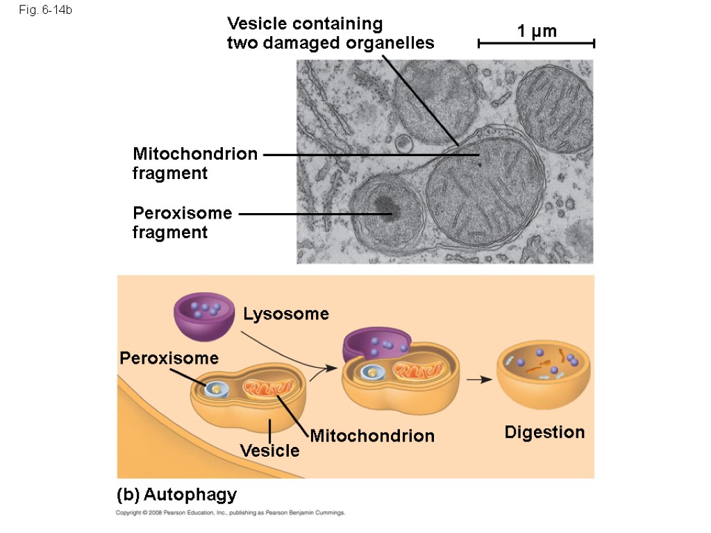 Fig. 6-14b Vesicle containing two damaged organelles Mitochondrion fragment Peroxisome fragment Peroxisome Lysosome Digestion